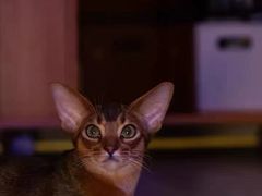 -猫十亿·布偶金渐层·曼基康矮脚猫舍(青年路店)