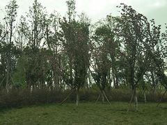 -三圣花乡旅游区