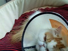 -安安宠医·安宠宠物医院