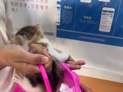 -思琪宠物医院(昆山花桥店)