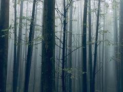 -山王坪喀斯特国家生态公园
