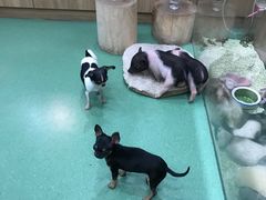 -藦茜花园宠物主题亲子互动体验馆(国顺东路店)