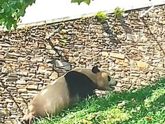 -卧龙中华大熊猫苑神树坪基地