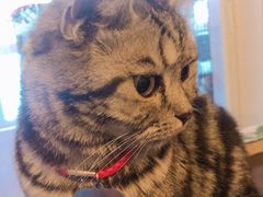 -名猫咖啡馆·撸猫·拼豆