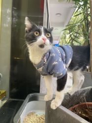 -ChenV西服礼服高级定制(市区养育巷店)