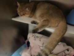 -谐和益家动物医院·免疫绝育·血液透析·宠保定点医院(高新伊藤分院)