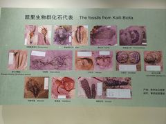 -辽宁古生物博物馆