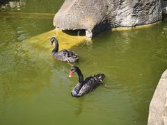 -昆明动物园