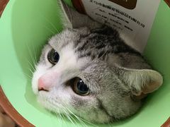 -乐派堂宠物医院·猫友好· 心脏科(东街店)