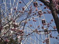 -顾村公园