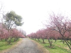 -上海海湾国家森林公园