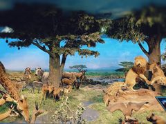 -国家自然博物馆