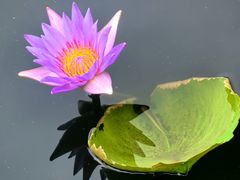 -荔湾湖公园