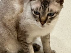 -共舞时光猫咖·狗咖(新街口店)