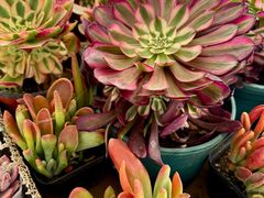 -国家植物园南园