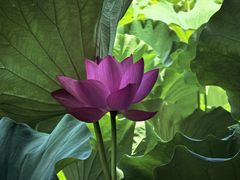 -洛阳市隋唐城遗址植物园