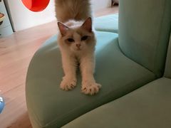 -Bastet sally猫舍购宠(静安店)