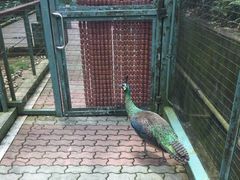 -新加坡飞禽公园