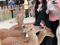 -鹿境梅花鹿生态园区