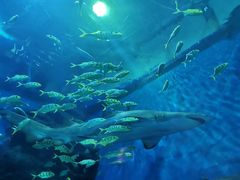 -成都浩海立方海洋公园