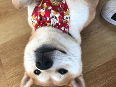 -柴犬小屋·柴餐厅·狗咖食堂(金鼎广场店)