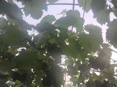 -美家乐农庄·露营·团建(大治路店)