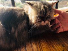 -more than meow吴止猫主题餐厅(承德 中船汇店)