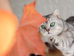 -平行世界·猫咖(首经贸店)