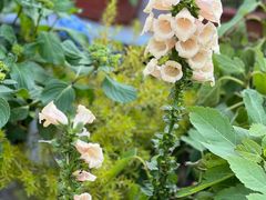 -金陵花卉交易市场