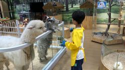 点击看大图 -小象动物公园