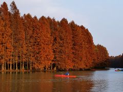 -上海海湾国家森林公园