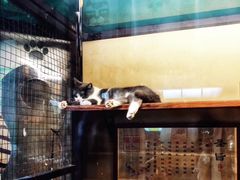 -猫咪博物馆(顶澳仔猫街店)