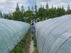 -青浦采草莓天天草莓园
