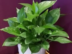 -丰收日(杨浦公园店)