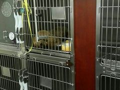 -宠爱国际动物医院· 猫科· 外科·中兽医(长白店)