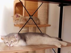 -东方名猫馆·英短金渐层布偶猫舍(环线广场1号楼店)