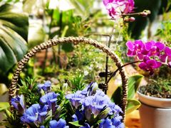 -谷咖啡·鲜花绿植花园餐厅