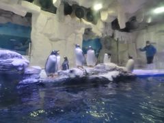 -华夏文旅海洋公园