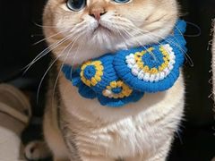 -Bastet sally猫舍购宠(静安店)