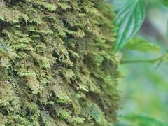 -西双版纳原始森林公园