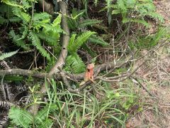 -狮子山郊野公园