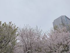 -武汉大学-樱园