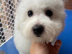 -关爱宠物医院·猫科中心·消化科(滨湖万达分院)