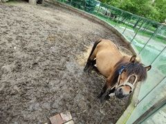 -哈尔滨北方森林动物园