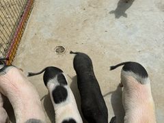 -合肥滨湖国家森林公园