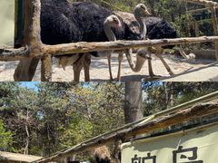 -燕塞湖鸟语林景区