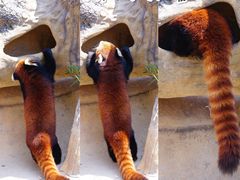 -泉州海丝野生动物世界