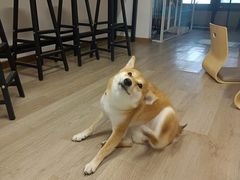 -柴迷FANS CLUB·柴犬狗咖·猫咖