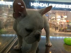 -乐宠宠物店(世纪金源店)