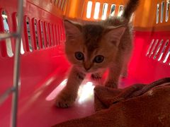 -喵屿·大理花园猫咖